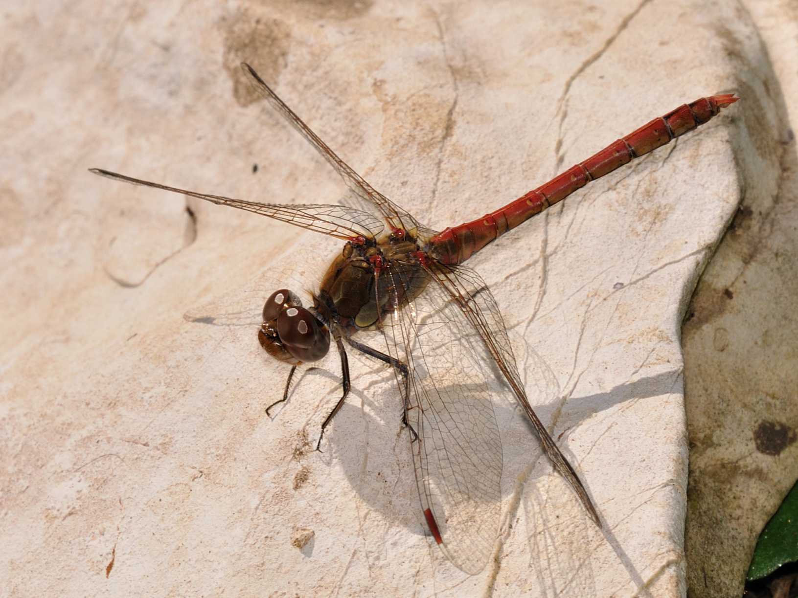 Libellulidae - Sympetrum meridionale ?